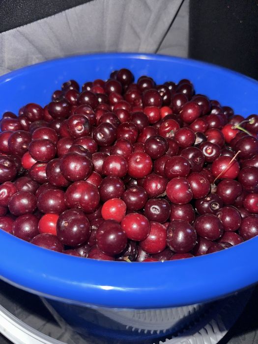 Вишня домашняя свежая