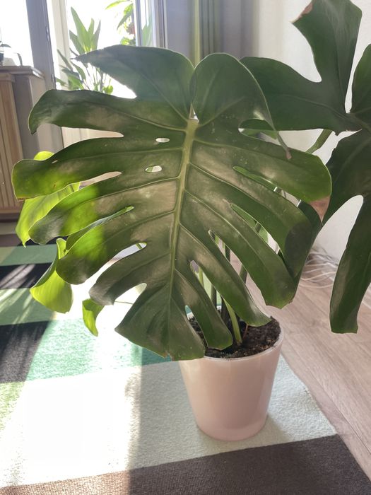 Продам цветок Монстера