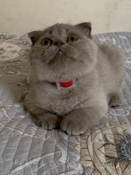 Продается котенок скоттиш фолд