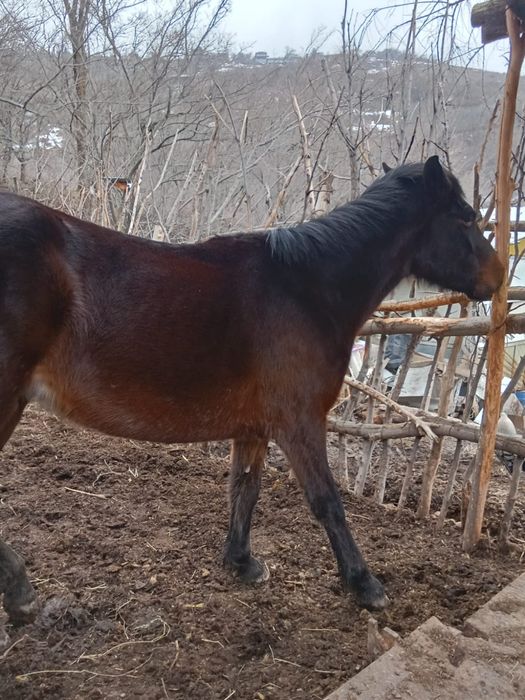 Байтал, кабыла продам