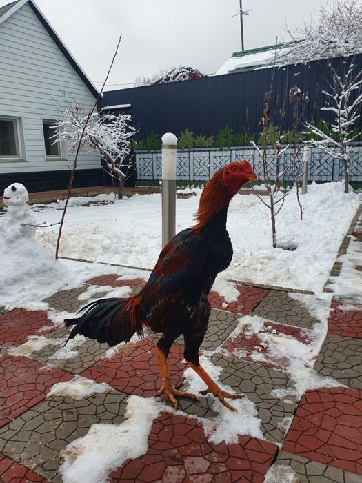 Петухи дакан для спарринга