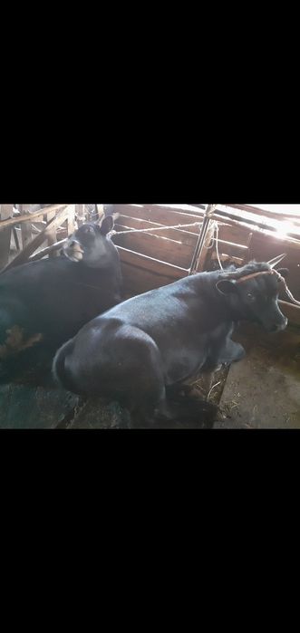 Продам коров, быков, баранов