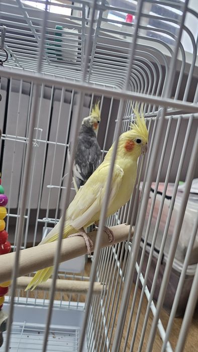 Попугай.  Пара кораллы