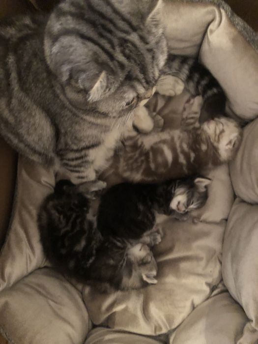 Котята скоттиш-фолд