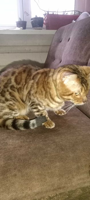 Отдам в хорошие руки бенгала томи