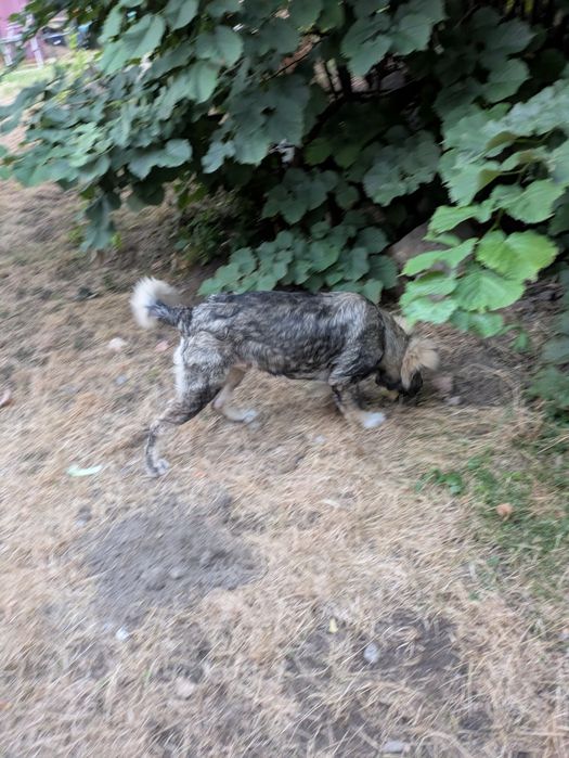 Donez catel talie medie-mare
