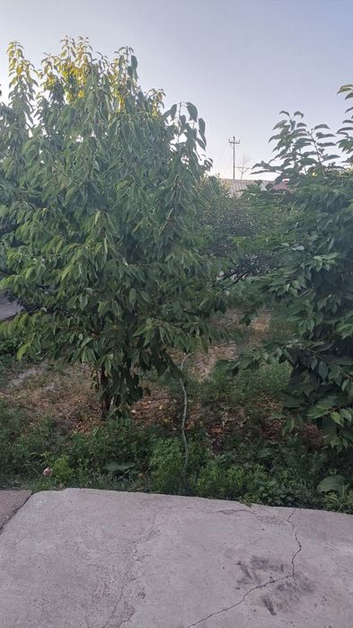 Qibray tumani, savxoz 5 da 7'4 sotix uy sotiladi 9 xonali .