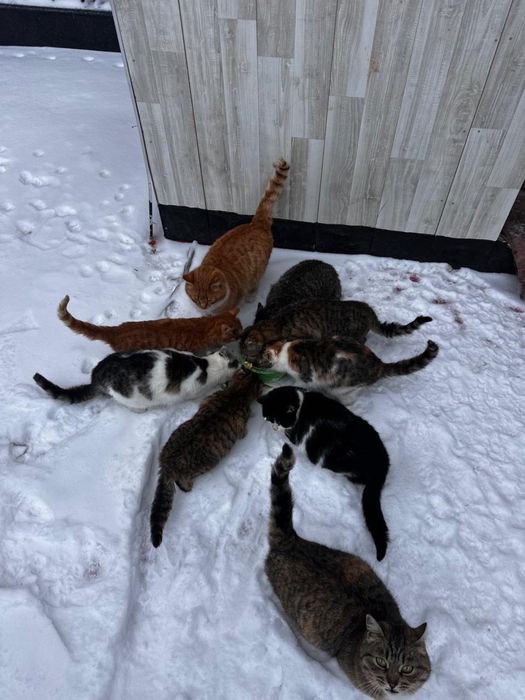 Отдаем котят в добрые руки