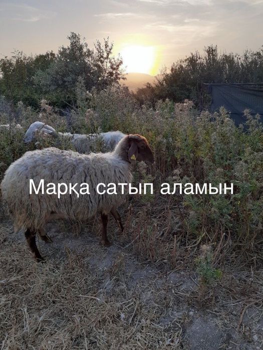 Марқа тоқты еркек