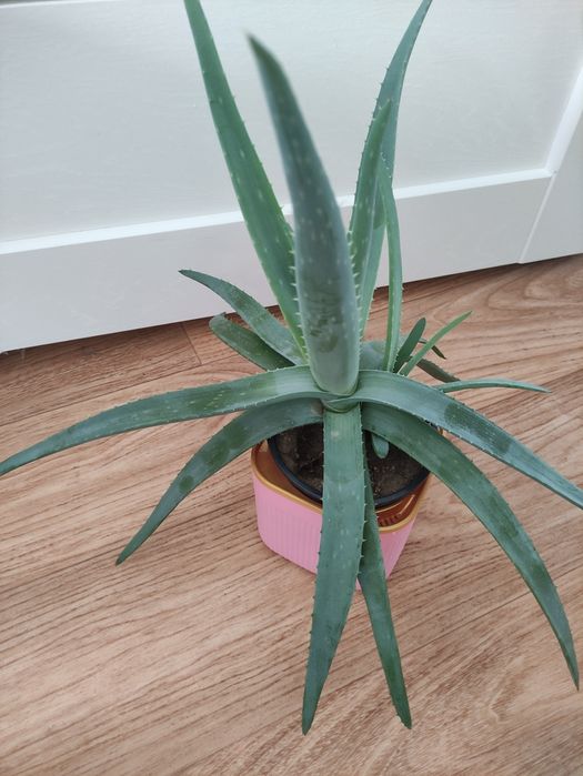 Алоэ лечебное  2500      .