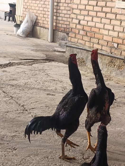 Zotdor kulangi shamo xo'roz va tovuqlar sotiladi. Bramolar ham bor.