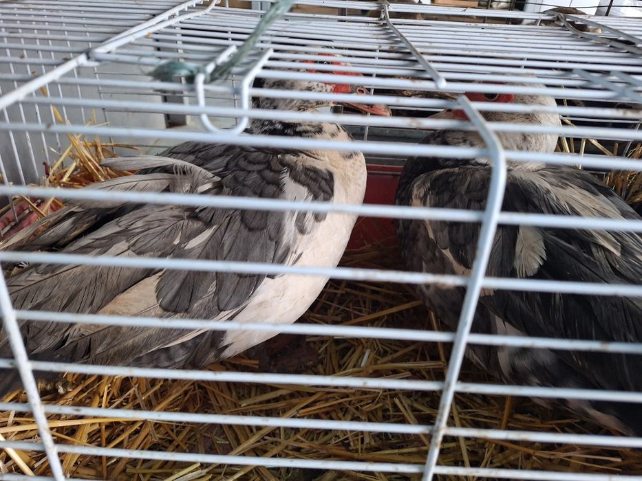 Vind families de rata muta