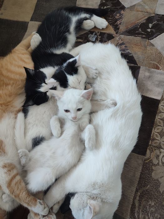 Кошки мальчики бесплатно