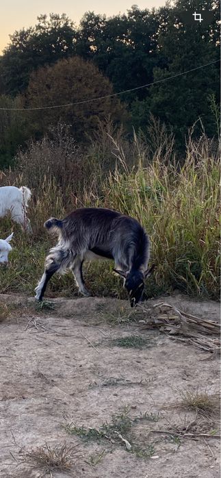 Vând capre gestante