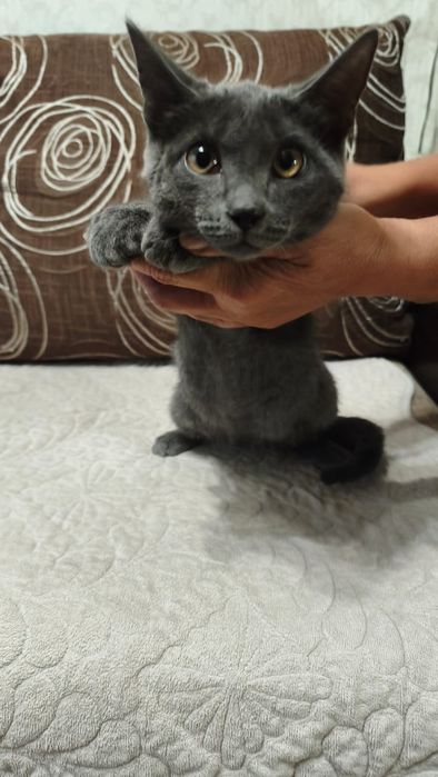 Дарю котенка , мальчик