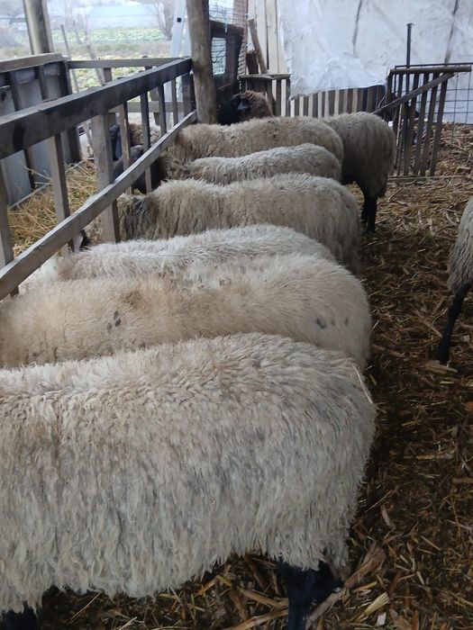 Vand  11 oi carabase tinere la primul miel