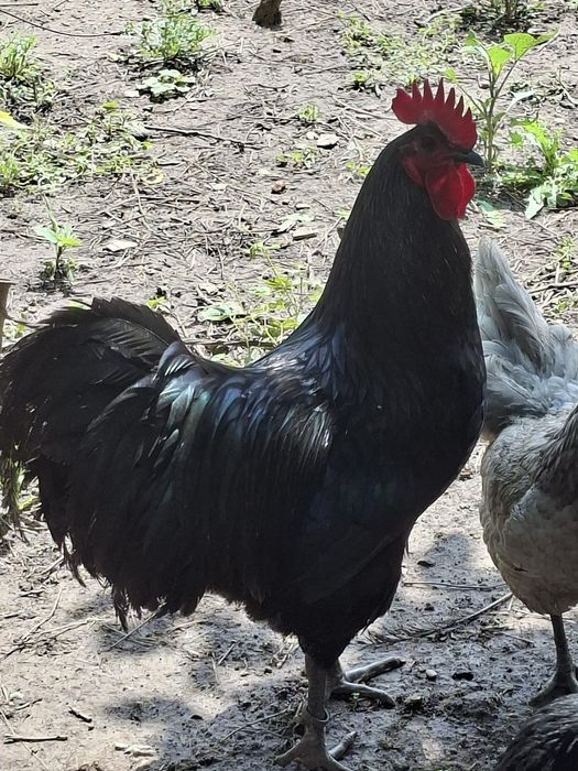 Cocoși  Australorp de 1 an