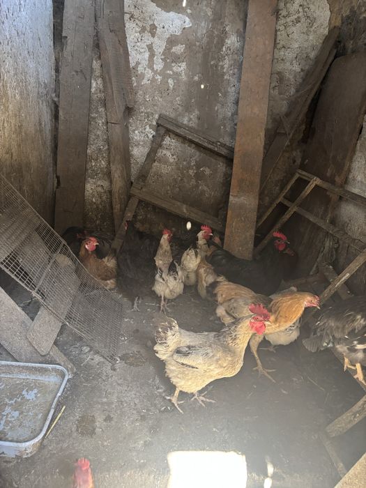 Продам домашних кур