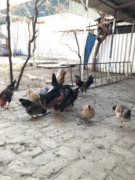 товук ва хурозлар сотилади