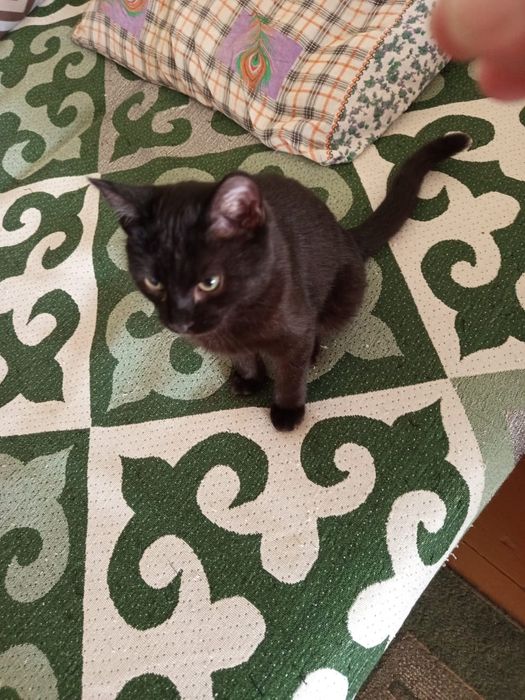 Муиса и Ириска ждут хозяев!