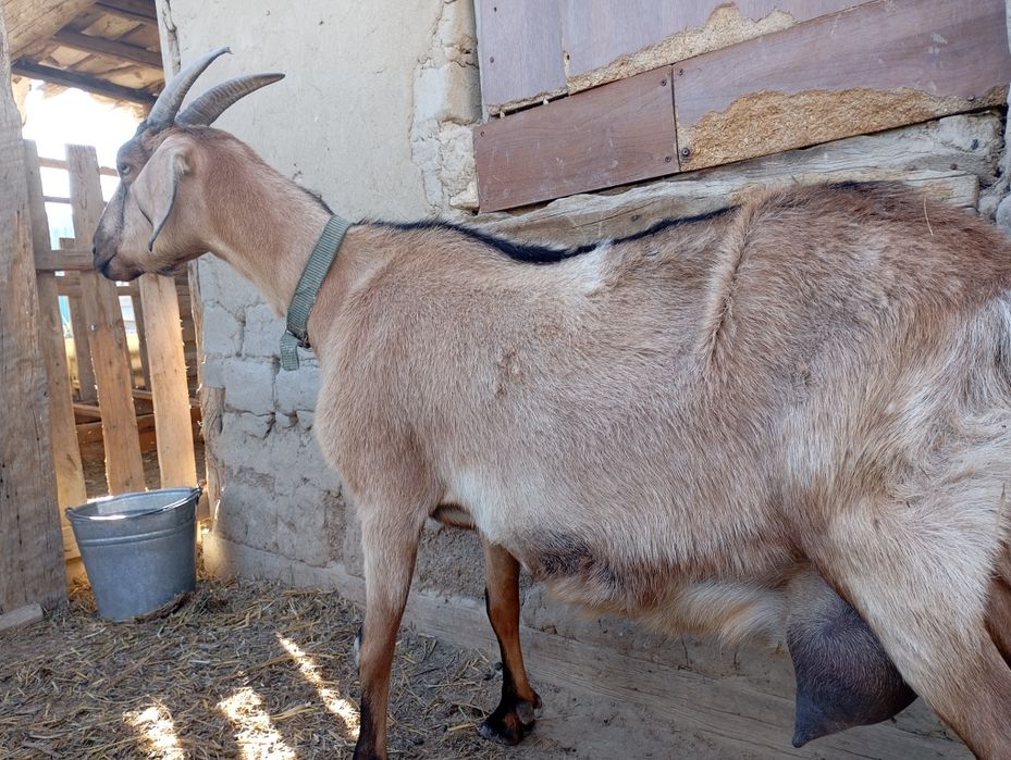 Альпи Ешкі сүтті