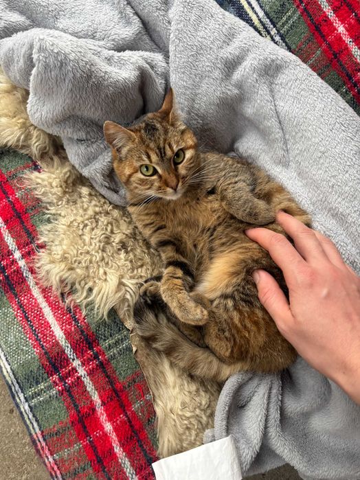 Donez Pisica aporx 3 luni