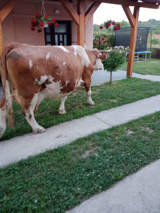 Vând vacă bălțată