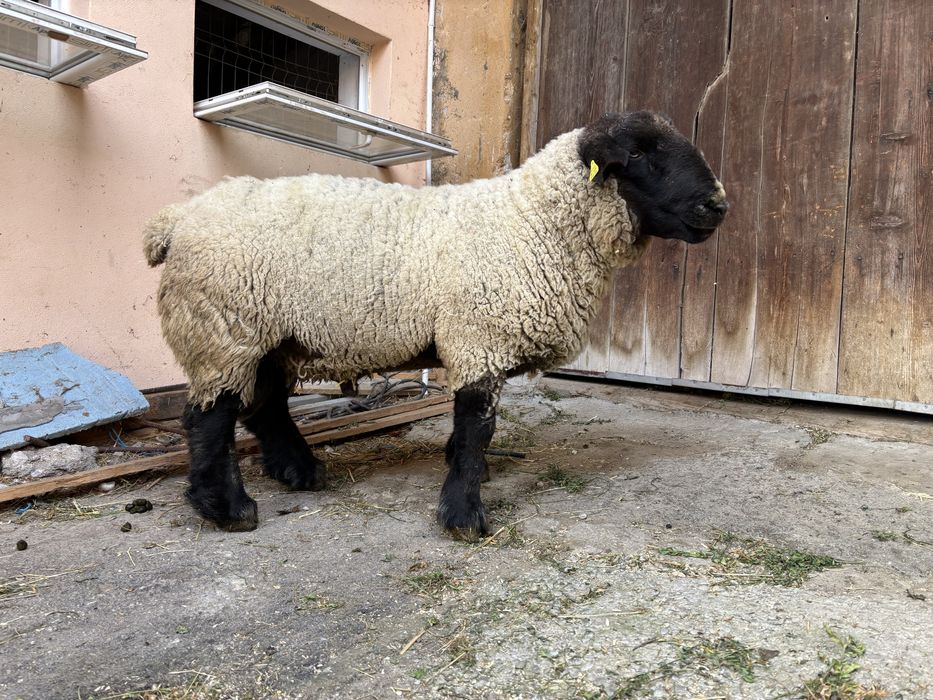 Vând berbec suffolk