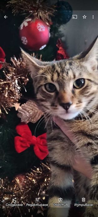 Здравейте,търся  спешно да подаря мъжко коте в добри ръце