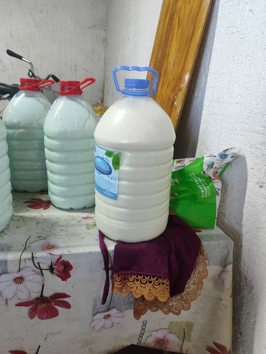 Қолдың қою сүті  күнделікті 25-30л