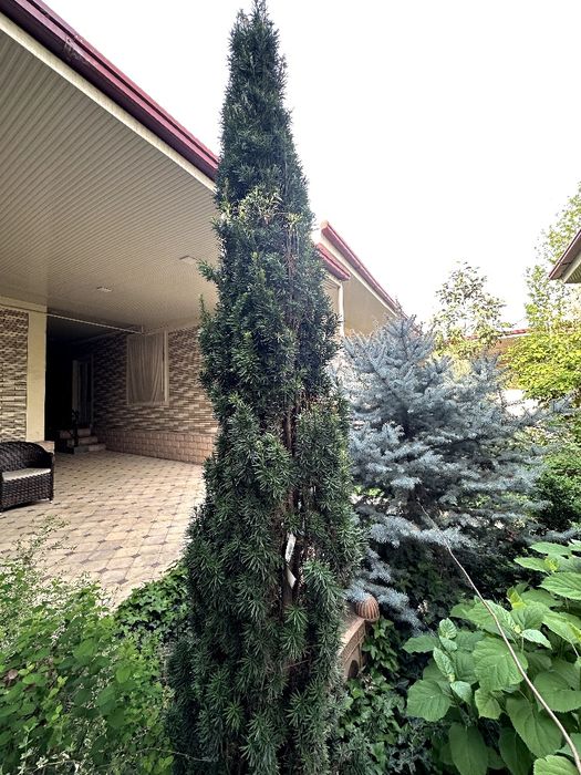 Тис. Высота 2,50 метр. Испания.