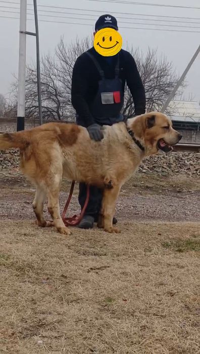 Alabay it sotiladi zoti toza narsa