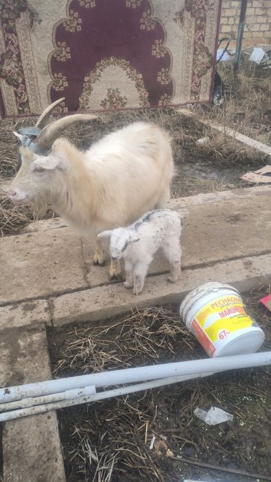 Ешкилер сатылады