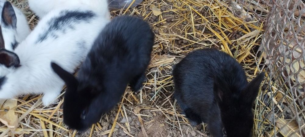 Кролики и его семейство 
Де