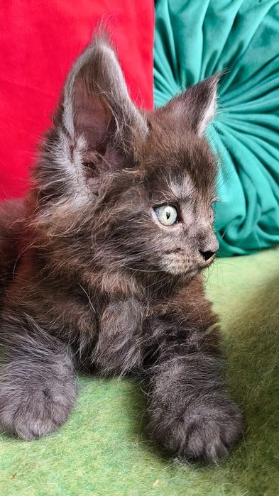 Мейн - кун ! КОТЯТА для Души и Выставок !