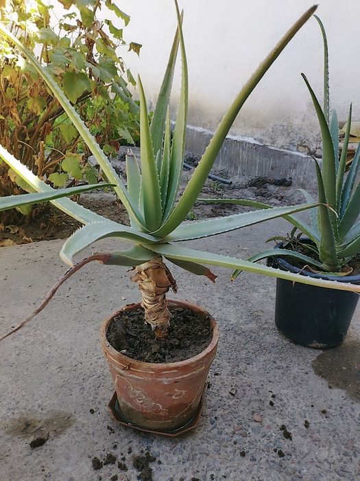 В наличии есть Лечебное  Алоэ Вера Продам