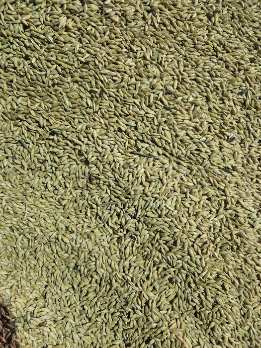 Арпа. Ячмень. Сатылады.