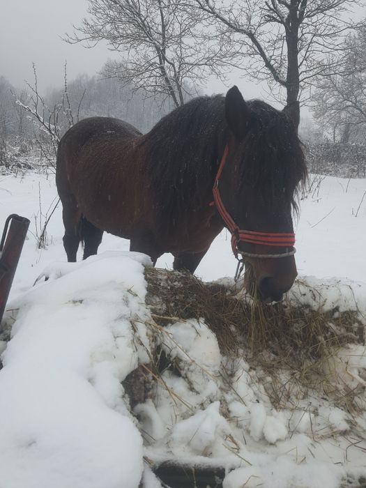 Vând sau schimb armăsar semigreu