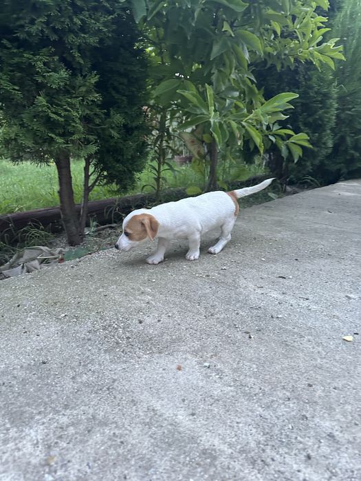 Jack russell terrier pui