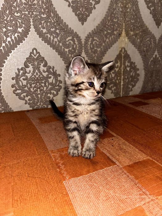 Продаю веслоухих котят!