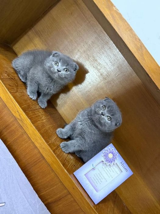 Чистокровные Шотландские Вислоухие