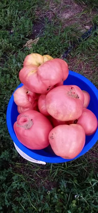 Продам помидоры домашние