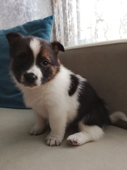 Щенята в добрые руки