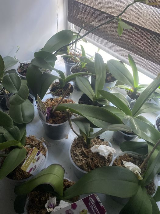 Орхидеи мини продам