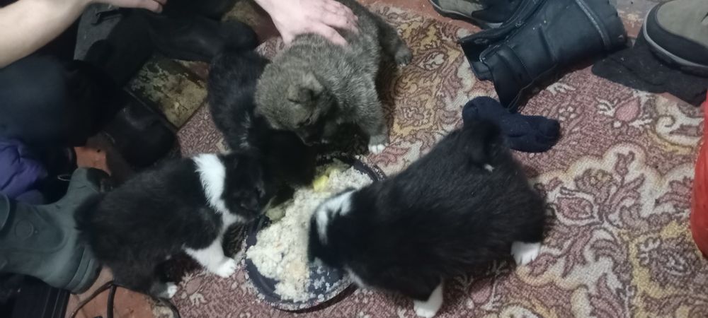 Продам щенков лайки