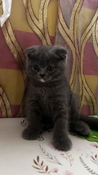 Продаётся котёнок!