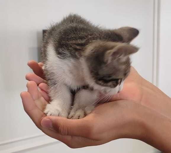 Отдадим бесплатно котят в добрые руки