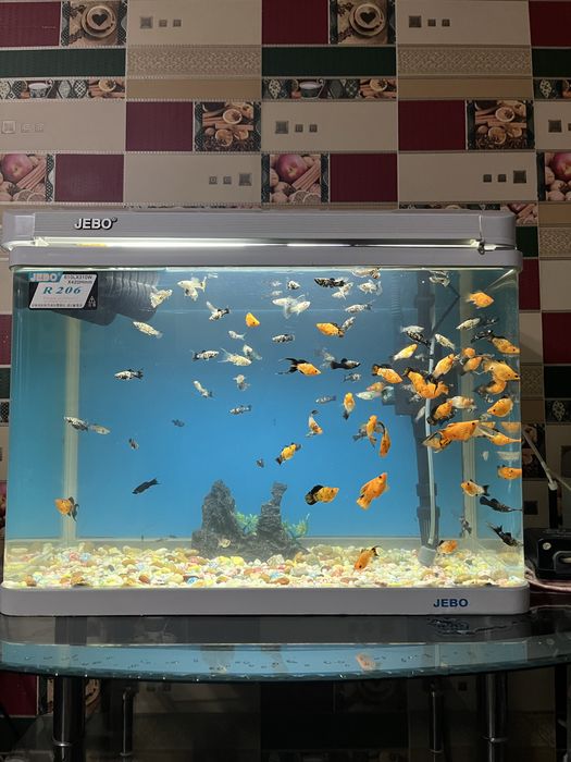 Аквариум балығымен