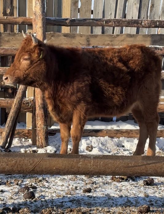 Продам 2телок 1,4г