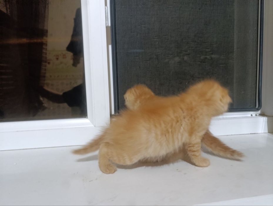 Котята Скоттиш-фолд к продаже